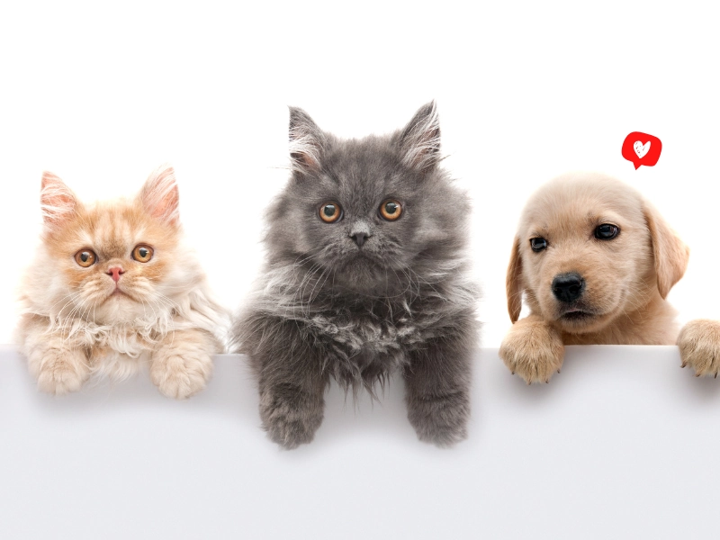 Paw And Patio - Diseño del Hogar para Mascotas