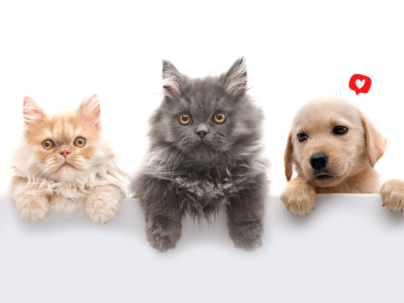 Happy dog in a modern home